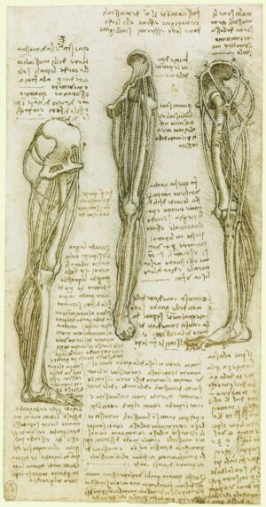 Leonardo da Vinci Anatomy References - 3DArt