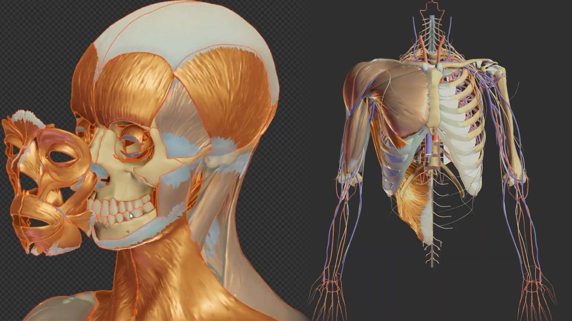 3D Anatomy 3DArt